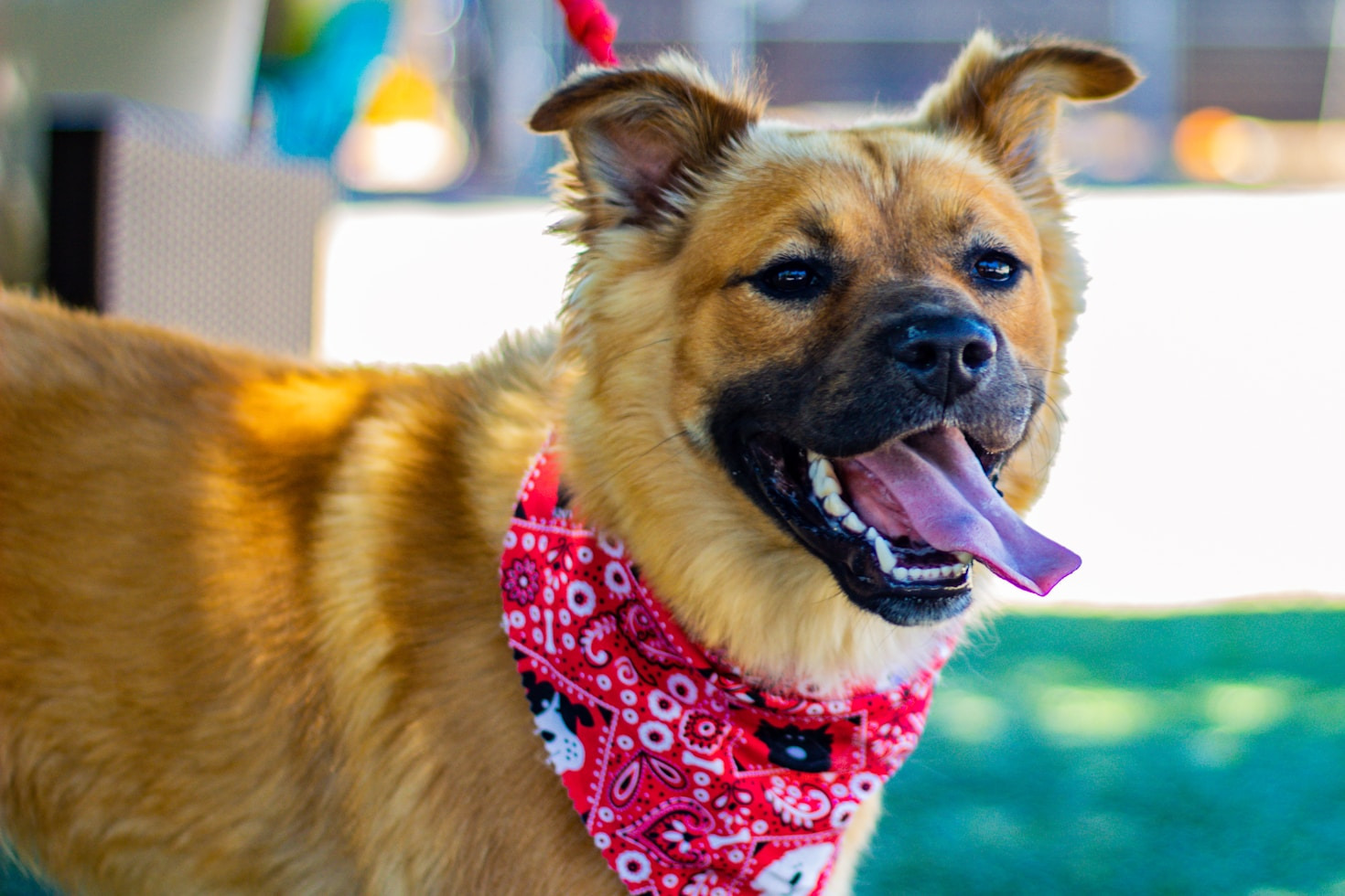 How to Prepare for Your First Adopted Pet