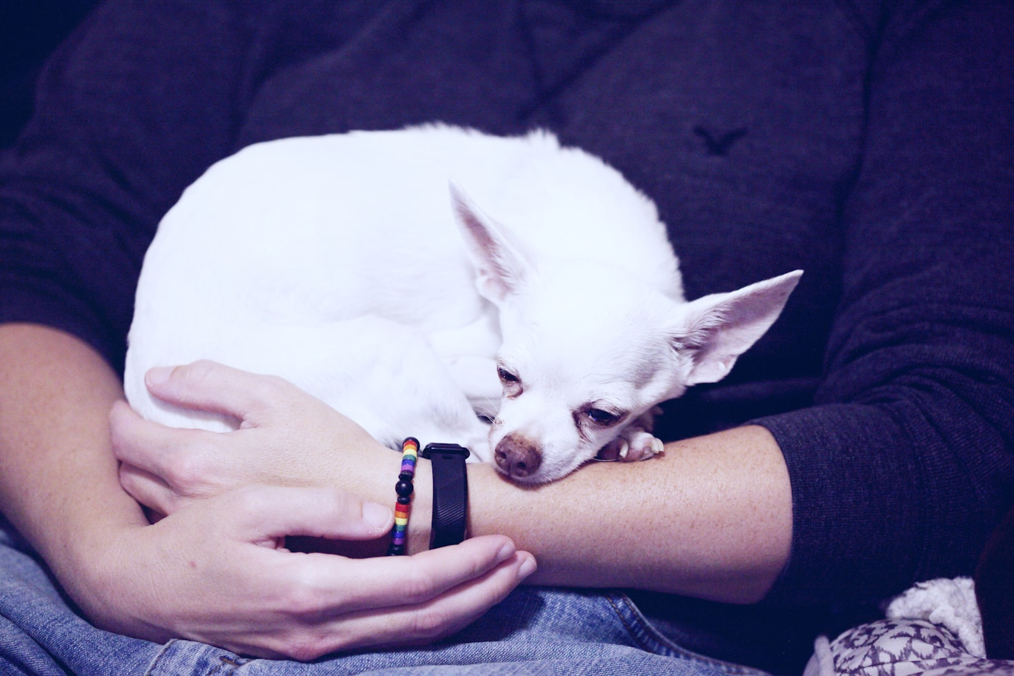 The Journey of Rescued Animals to Loving Homes