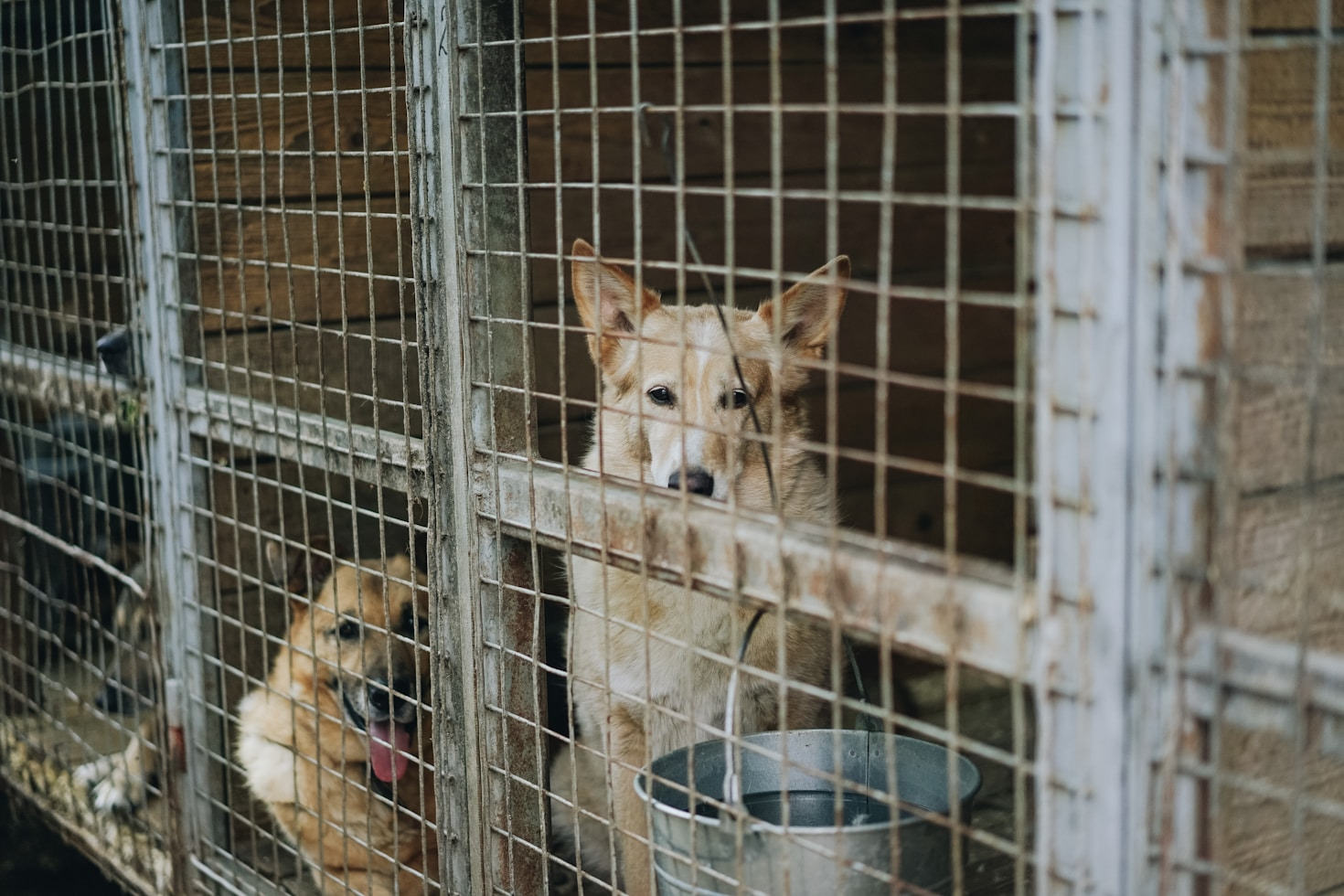 Why Adopting Is Better Than Buying Pets