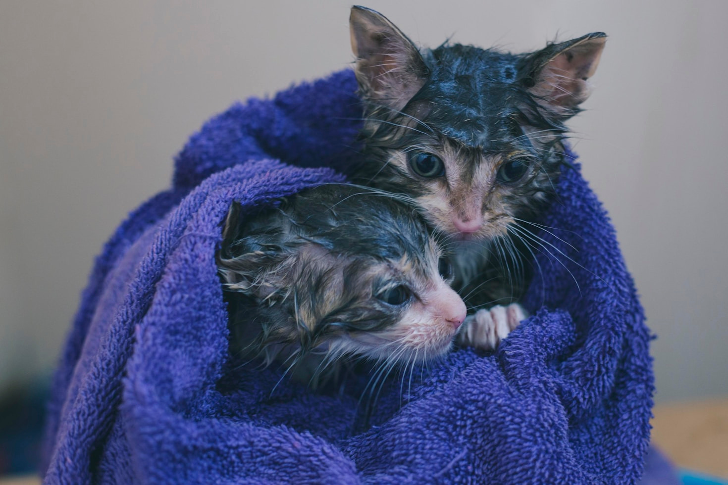 Volunteer Stories: Making a Difference in Rescue