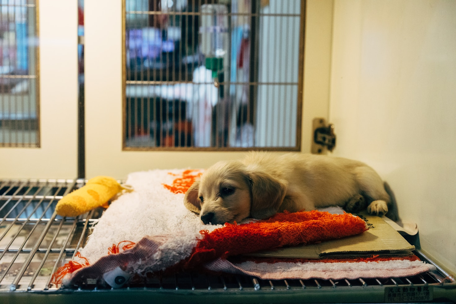 Tips for Choosing the Right Pet for Your Family