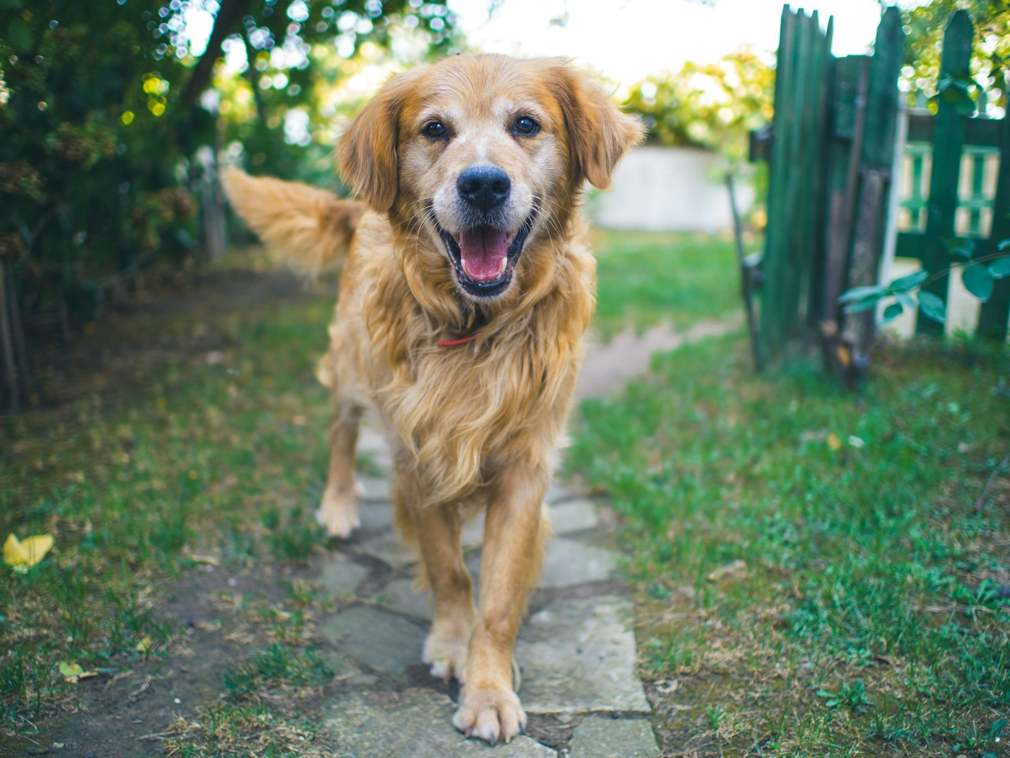 Behind the Scenes of Animal Rescue Operations