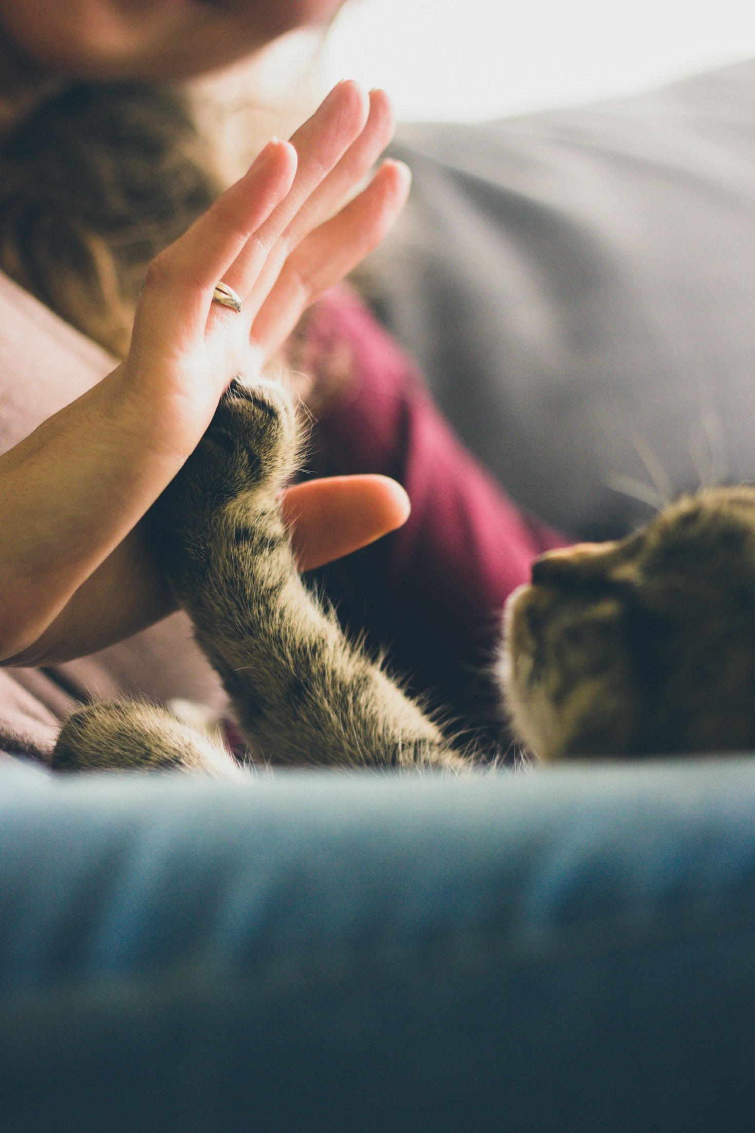 The Impact of Private Shelters on Animal Welfare