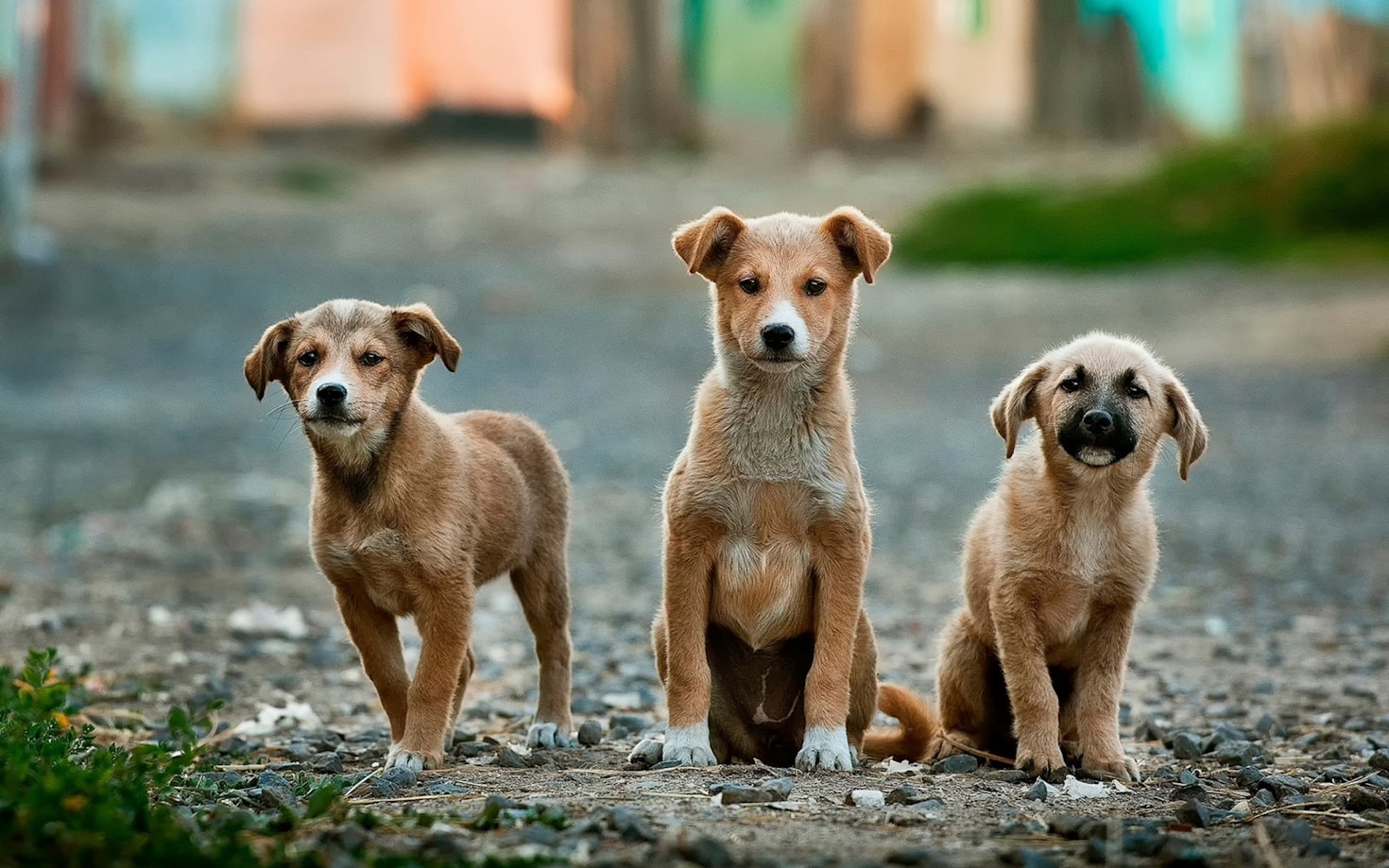 Building Stronger Communities Through Pet Adoption